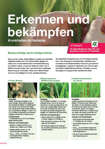 Vorschaubild: Krankheiten im Getreide erkennen