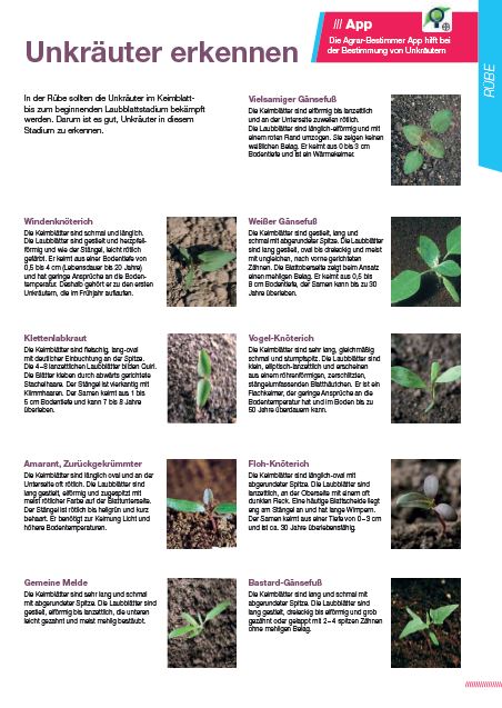 Vorschaubild: Bestimmungshilfe Unkräuter