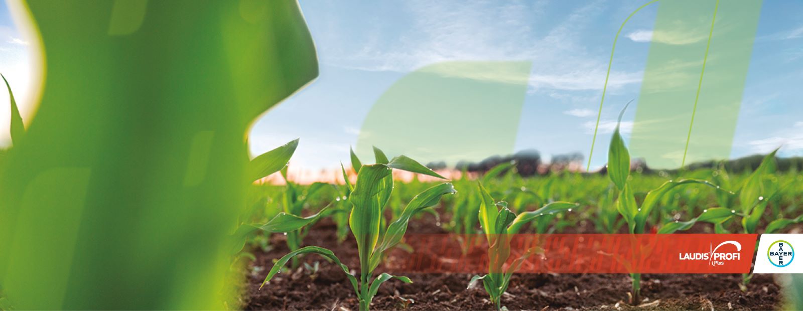 Laudis Profi Plus