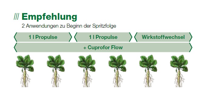 Empfehlung für Spritzfolge gegen Pilzkrankheiten in Zuckerrübe