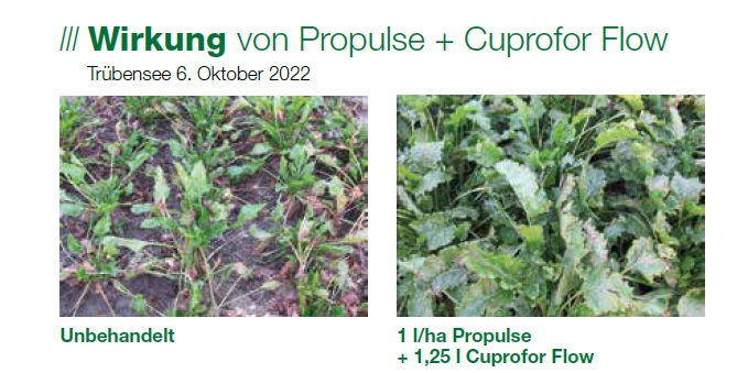 Zuckerrübe: Unterschied zwischen unbehalter Zuckerrübe und Zuckerrübe, behandelt mit Propulse+Cuprofor Flow