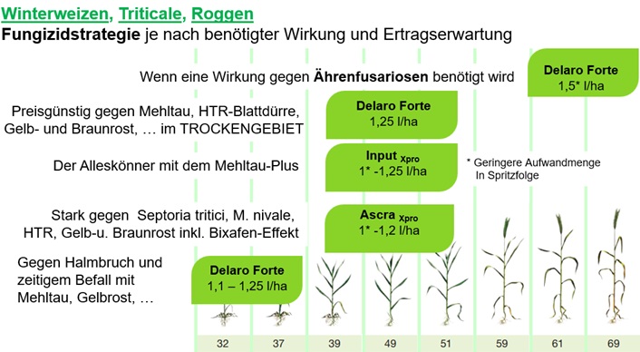 Bayer Fungizidstrategie in Winterweizen Triticale Roggen