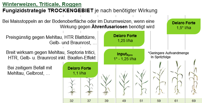 Fungizidstrategie im Trockengebiet in Winterweizen, Triticale, Roggen
