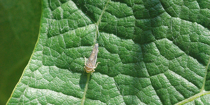 Sivanto Prime - Einzigartig stark und schnell wirksam. 