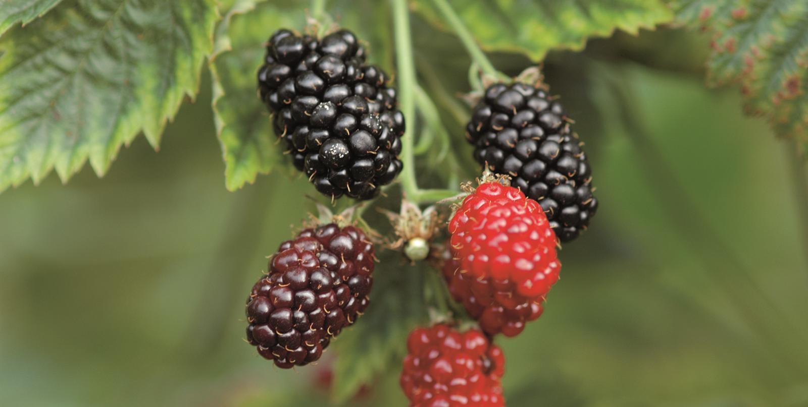 Beeren