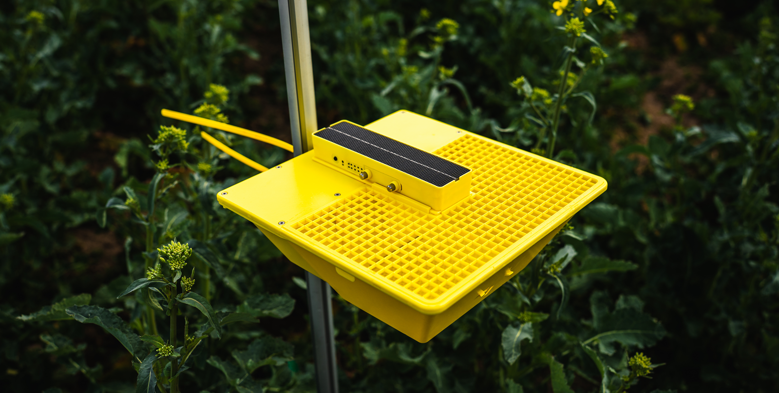 MagicTrap2: die neue Generation der digitalen Gelbschale