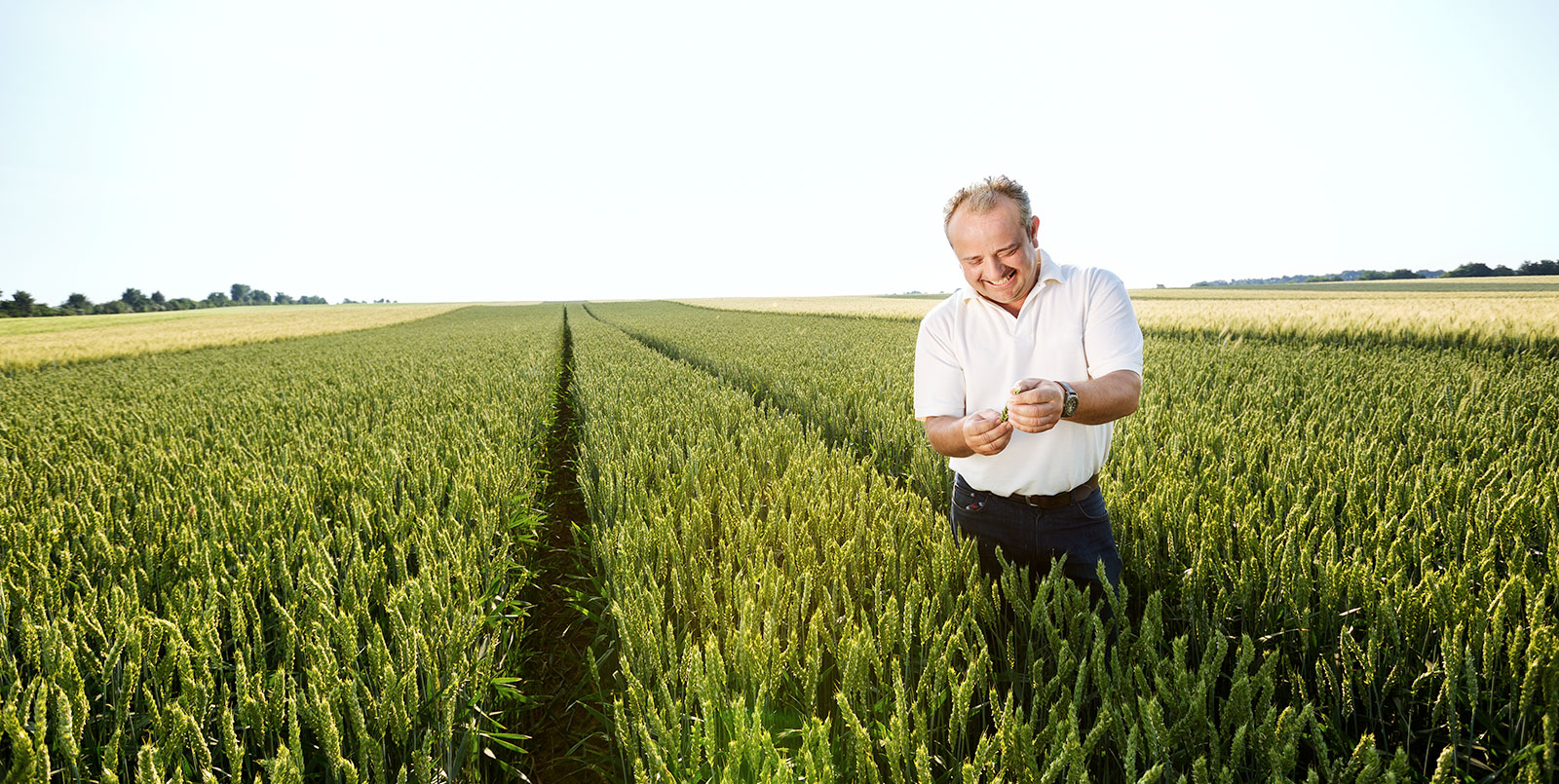 Ascra Getreide Hitze- und Trockenstresstoleranz 